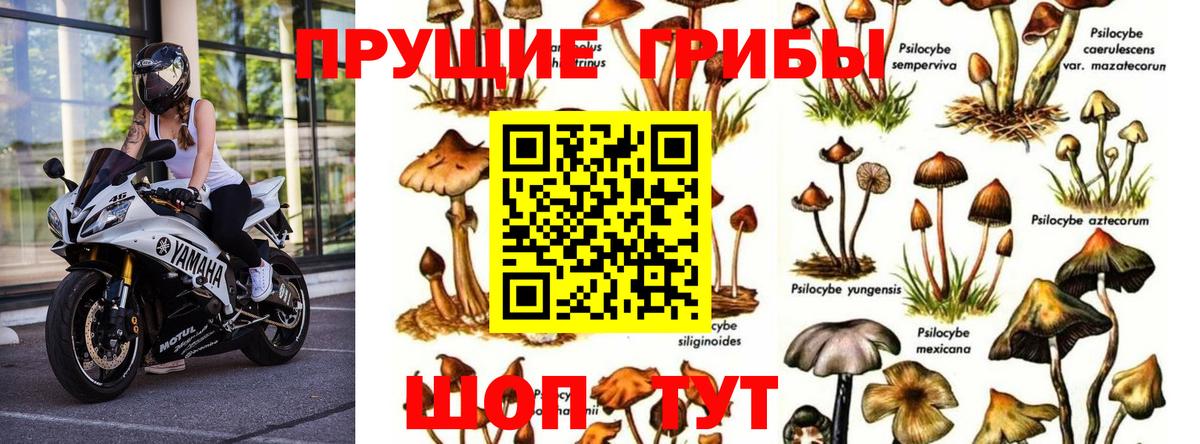 Псилоцибиновые грибы Cubensis  Псилоцибиновые грибы Psilocybe  Подольск  Вход с VPN 